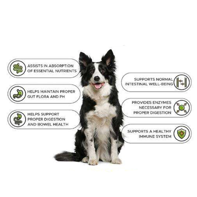 OEM Natur Pet Nutrit Training Gain Tablet Bổ sung sức khỏe Tăng cơ Builder Chó tăng cân Bổ sung protein