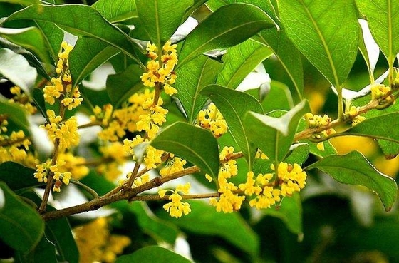 Lá hữu cơ tự nhiên Thay thế lành mạnh cho trà Trà đen Osmanthus
