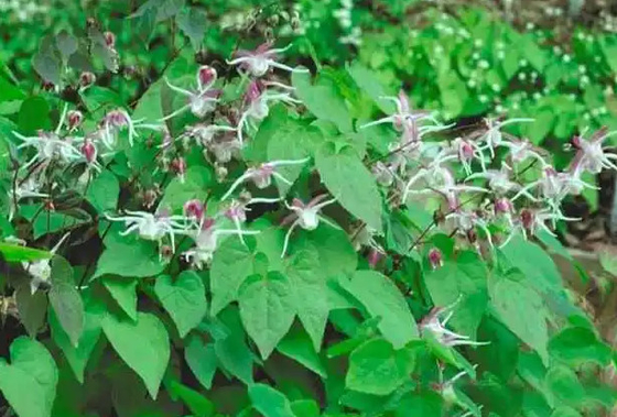 Nhãn hiệu riêng Biotin Collagen Drops Epimedium Horny Goat Week OEM